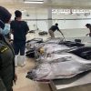 Barantin Kawal Ekspor 2,9 Ton Tuna Segar Maluku ke Jepang dan AS