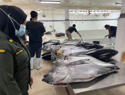 Barantin Kawal Ekspor 2,9 Ton Tuna Segar Maluku ke Jepang dan AS