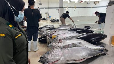 Barantin Kawal Ekspor 2,9 Ton Tuna Segar Maluku ke Jepang dan AS